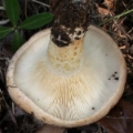 Slika Lactarius zonarius