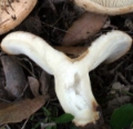 Slika Lactarius zonarius