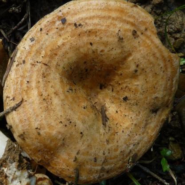 Slika Lactarius insulsus