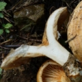 Slika Lactarius insulsus