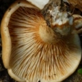 Slika Lactarius insulsus
