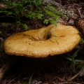 Slika Lactarius scrobiculatus