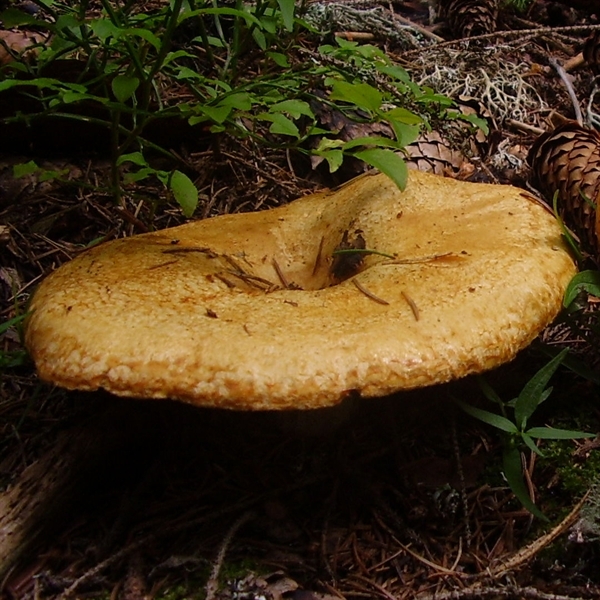 Slika Lactarius scrobiculatus