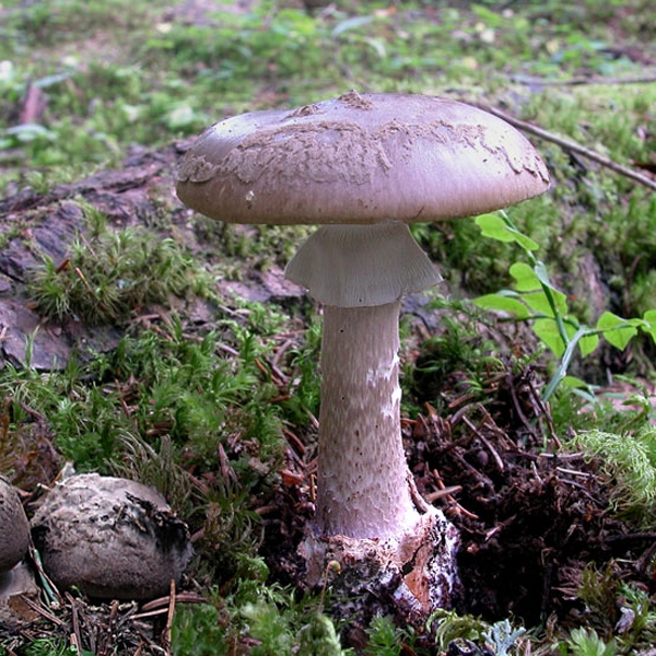 Slika Amanita porphyria