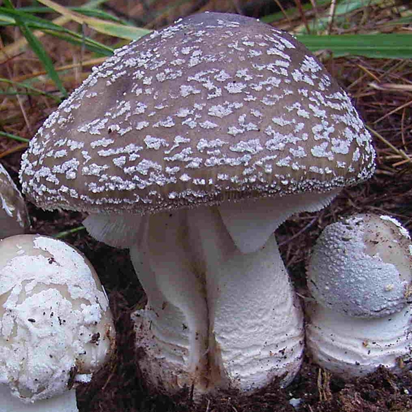 Slika Amanita spissa