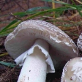 Slika Amanita spissa