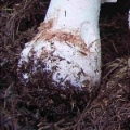 Slika Amanita spissa