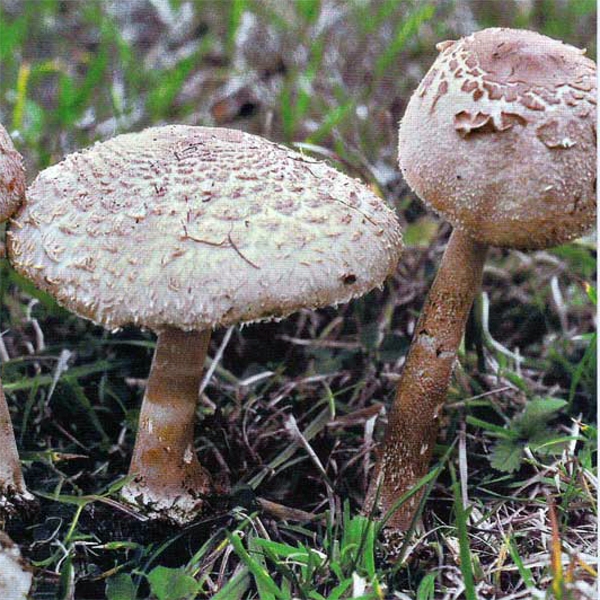 Slika Macrolepiota gracilenta