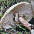 Slika Macrolepiota gracilenta