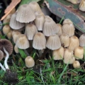 Slika Coprinus disseminatus