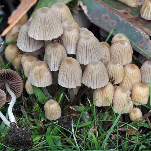 Slika Coprinus disseminatus