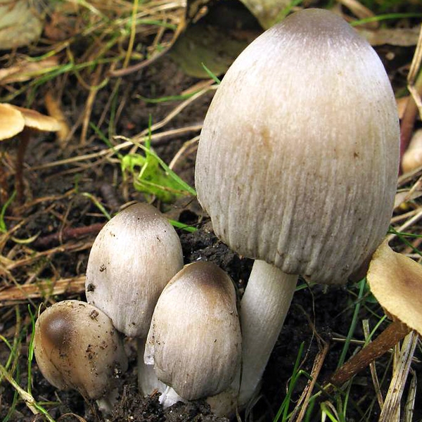 Slika Coprinus atramentarius