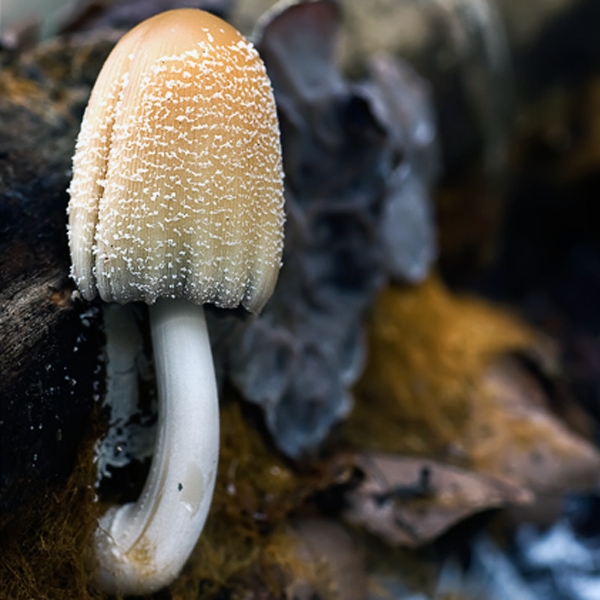 Slika Coprinus domesticus