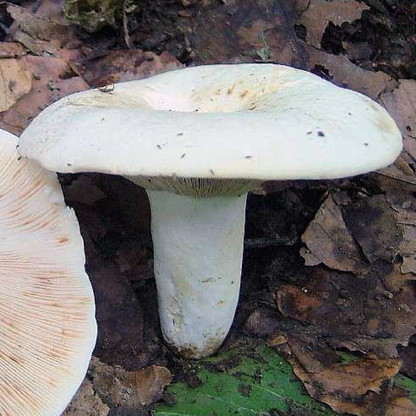 Slika Lactarius pergamenus