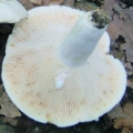 Slika Lactarius pergamenus