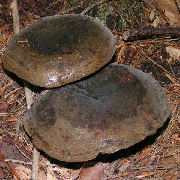 Slika Lactarius necator