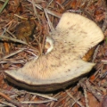 Slika Lactarius necator