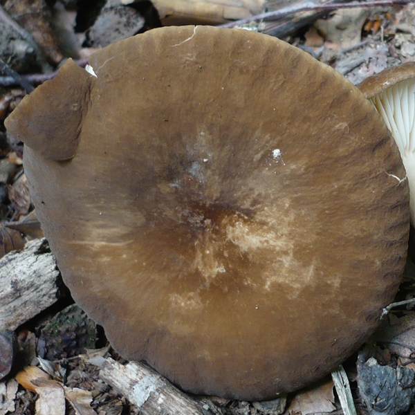 Slika Lactarius romagnesii