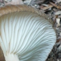 Slika Lactarius romagnesii