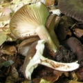 Slika Lactarius romagnesii