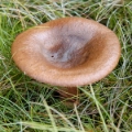 Slika Lactarius picinus