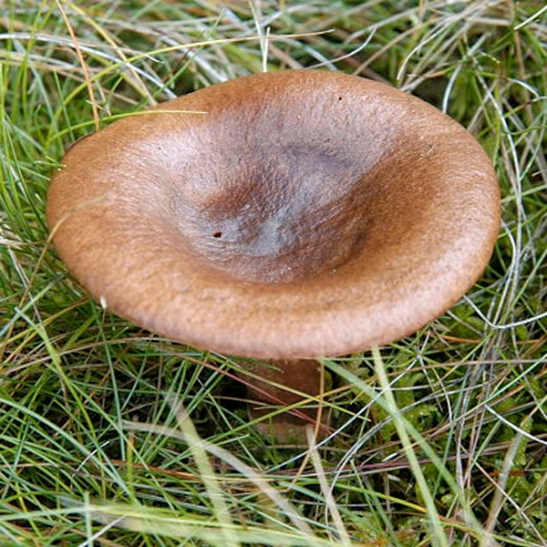 Slika Lactarius picinus