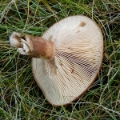 Slika Lactarius picinus