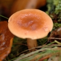 Slika Lactarius theiogalus