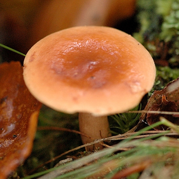 Slika Lactarius theiogalus