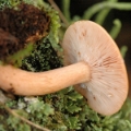 Slika Lactarius theiogalus