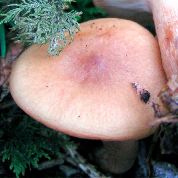 Slika Lactarius aurantiofulvus