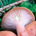 Slika Lactarius aurantiofulvus