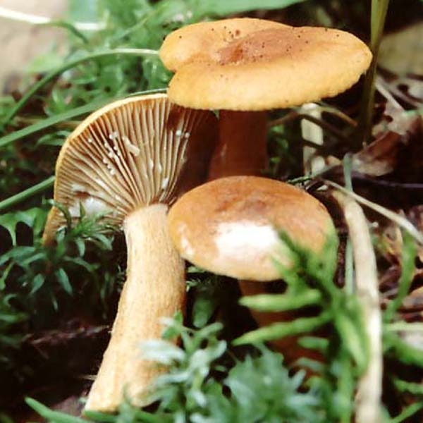 Slika Lactarius mitissimus