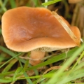 Slika Lactarius fulvissimus