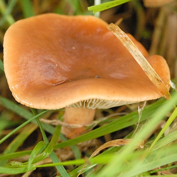 Slika Lactarius fulvissimus