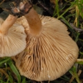 Slika Lactarius fulvissimus