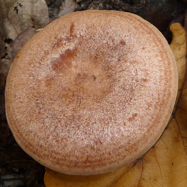 Slika Lactarius quietus