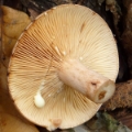 Slika Lactarius quietus
