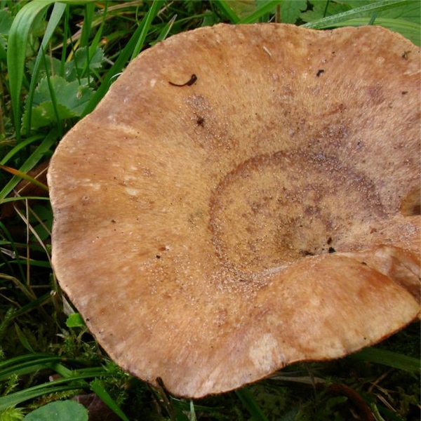 Slika Lactarius violascens