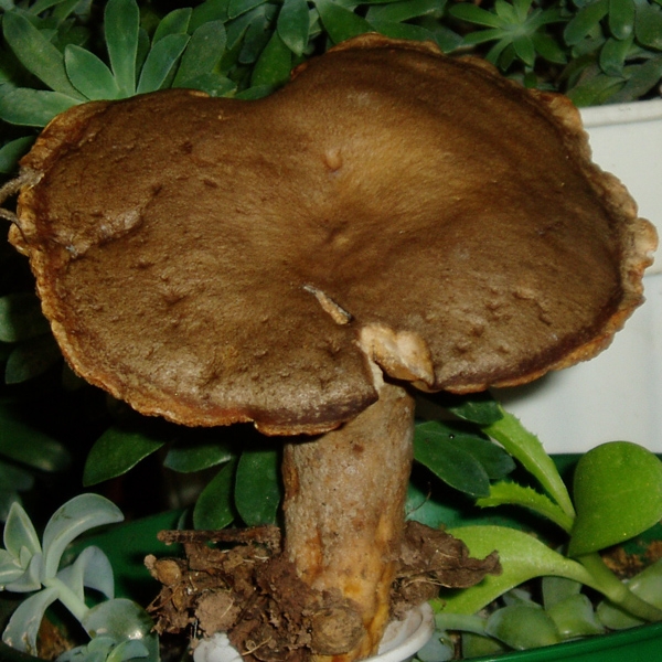 Slika Lactarius pyrogalus