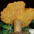 Slika Lactarius pyrogalus