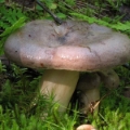 Slika Lactarius trivialis