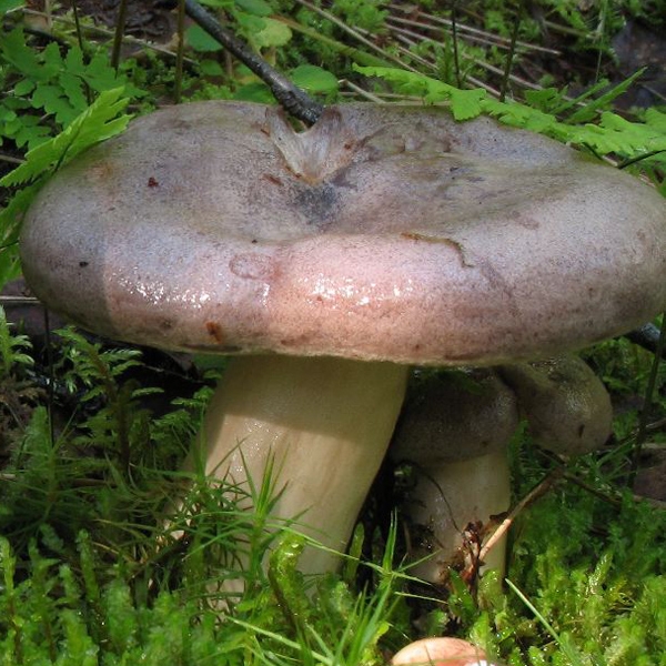 Slika Lactarius trivialis