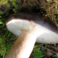 Slika Lactarius trivialis
