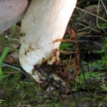 Slika Lactarius trivialis