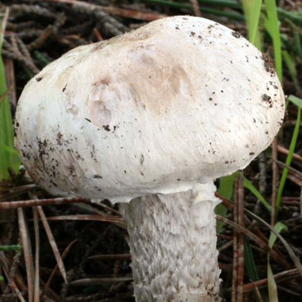 Slika Agaricus benesii 