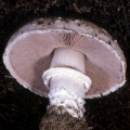 Slika Agaricus benesii 