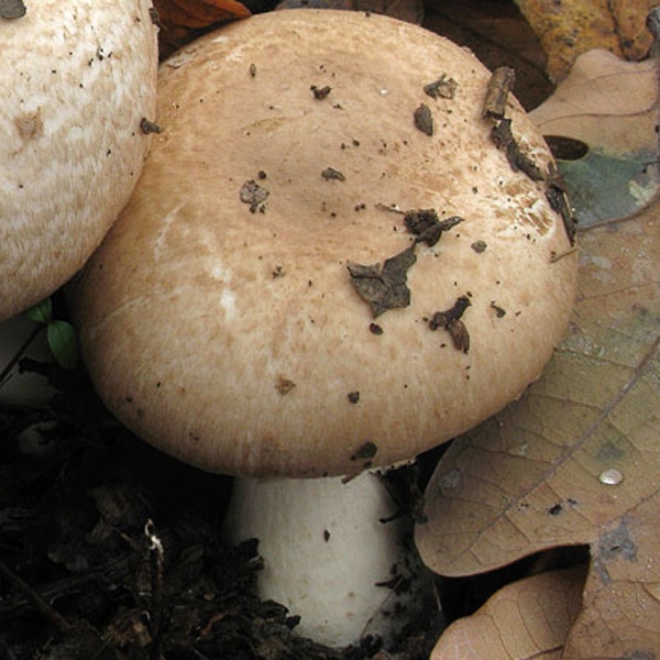 Slika Agaricus phaeolepidotus