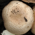 Slika Agaricus phaeolepidotus