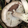 Slika Agaricus phaeolepidotus